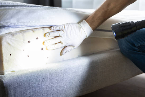 Professional Pest Control in Brushy Creek, TX